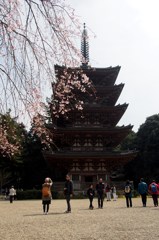 五重塔と桜