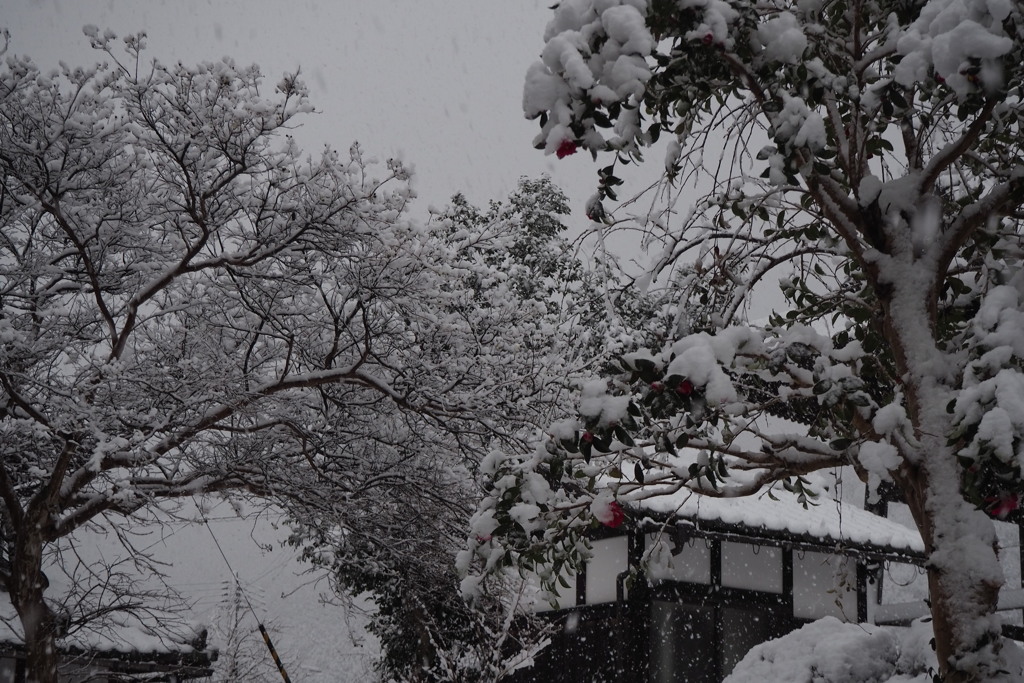 今年初の雪