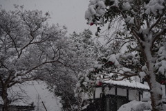 今年初の雪