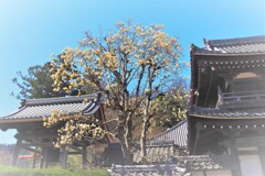 ハクモクレン