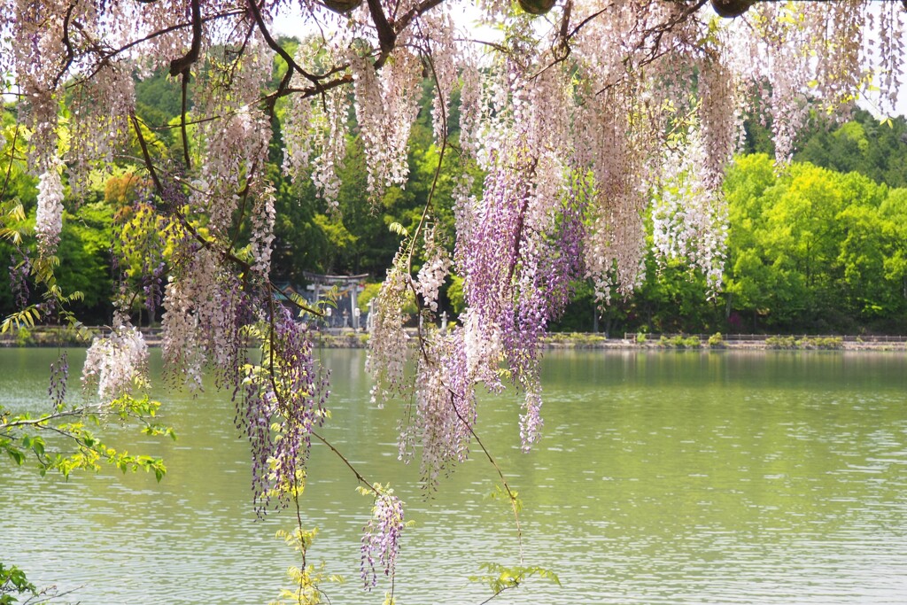 藤の花越しに鳥居が