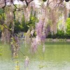 藤の花越しに鳥居が