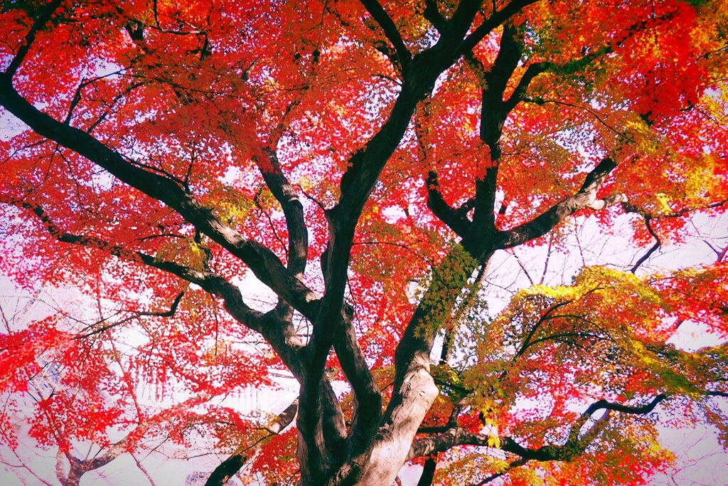 長浜城の紅葉