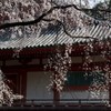醍醐の桜