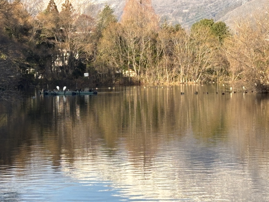 三島池の水鳥たち