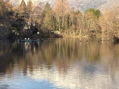 三島池の水鳥たち