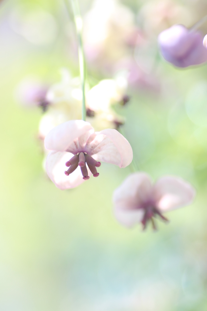 アケビの花？