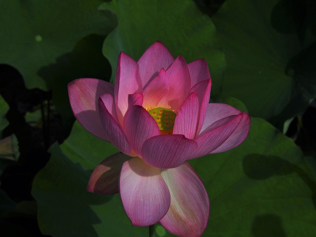 朝の蓮