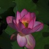 朝の蓮