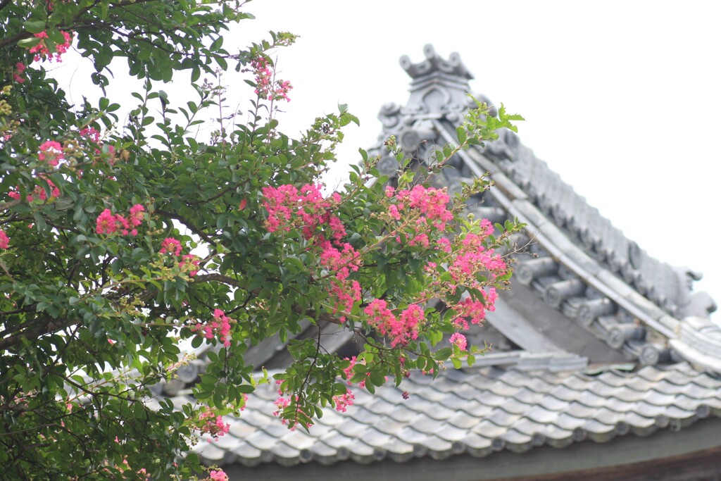 百日紅の咲くころ