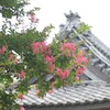 百日紅の咲くころ