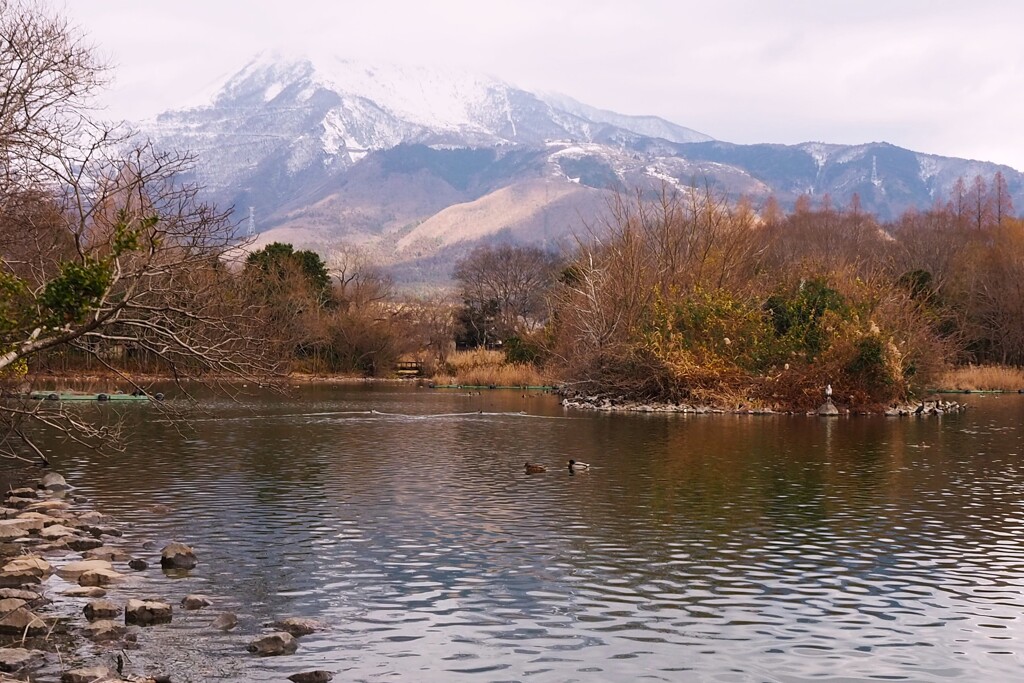 冬枯れの三島池
