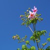 咲き始めの皇帝ダリア