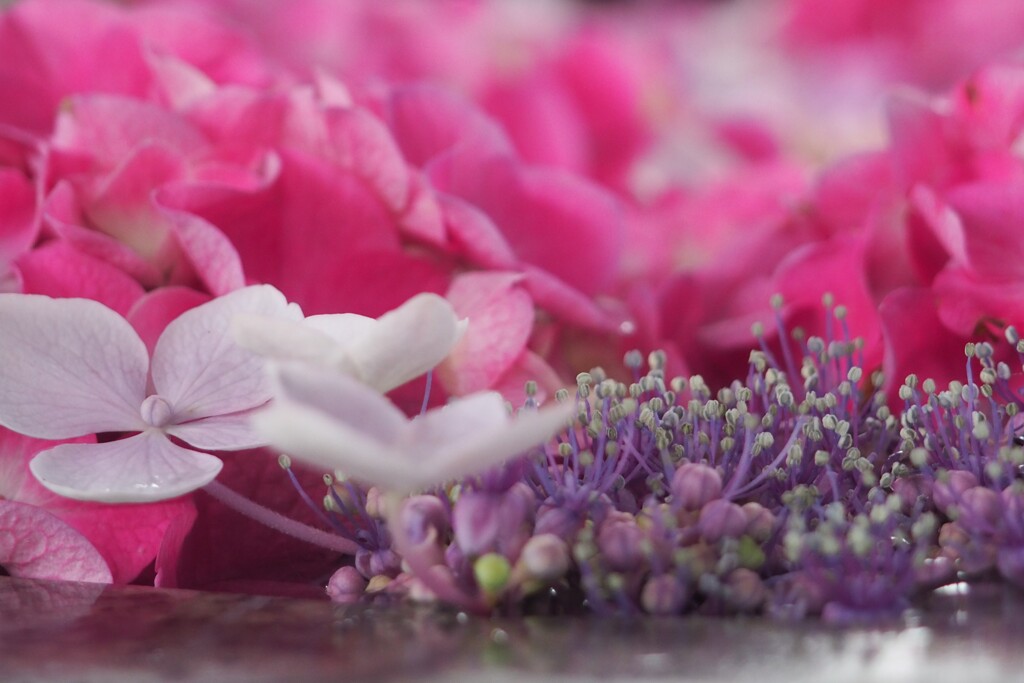 過ぎし日の紫陽花