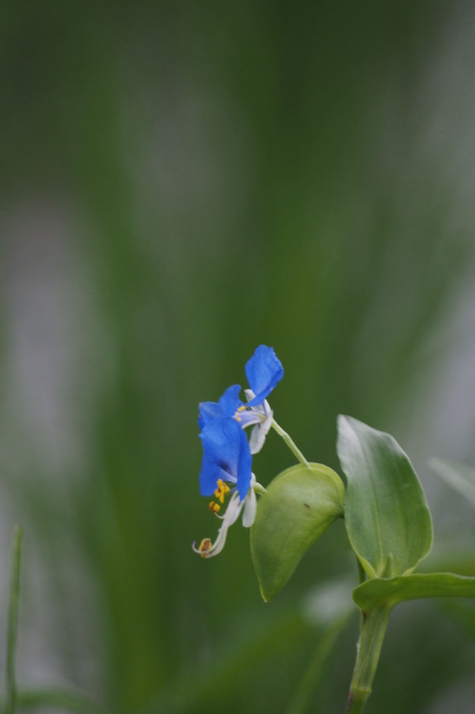 つゆ草