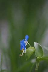 つゆ草