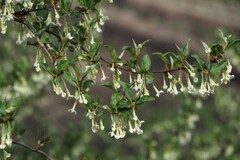 茱萸の花　4月の花