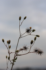 野の花の・・・