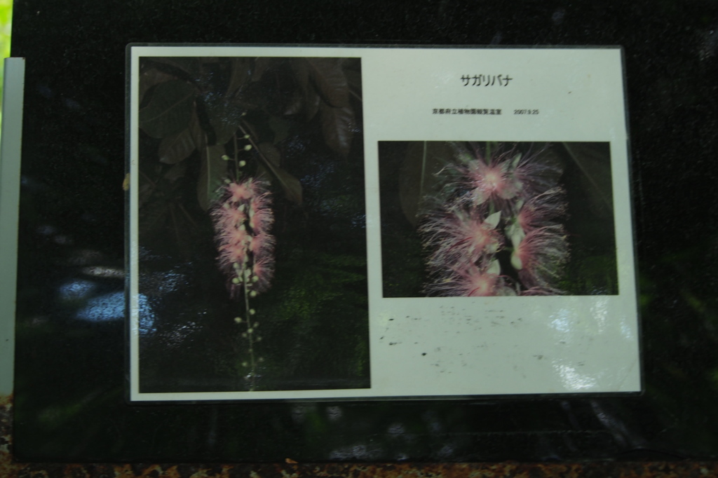 サガリ花（案内看板）