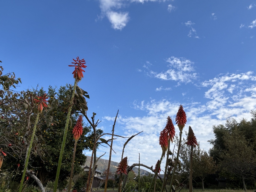 秋空とトリトマ