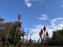 秋空とトリトマ