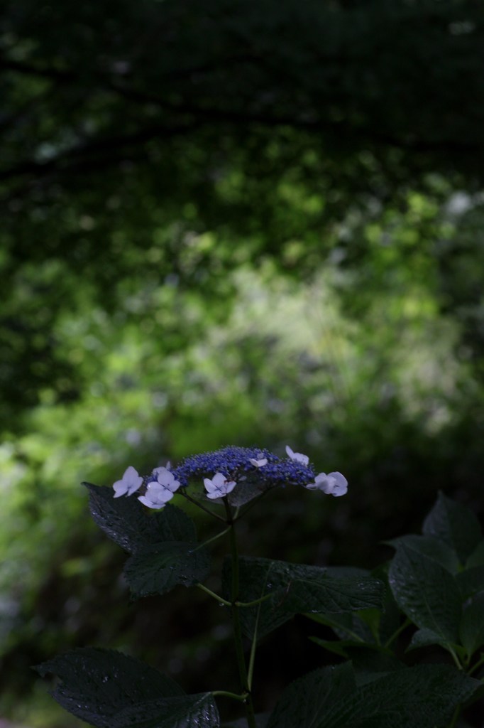 木立の陰で・・・