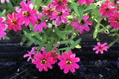 出会いのジニア