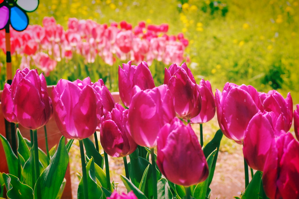 菜の花を背景に…