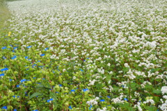 つゆ草と蕎麦の花