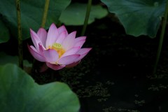 伸び悩み