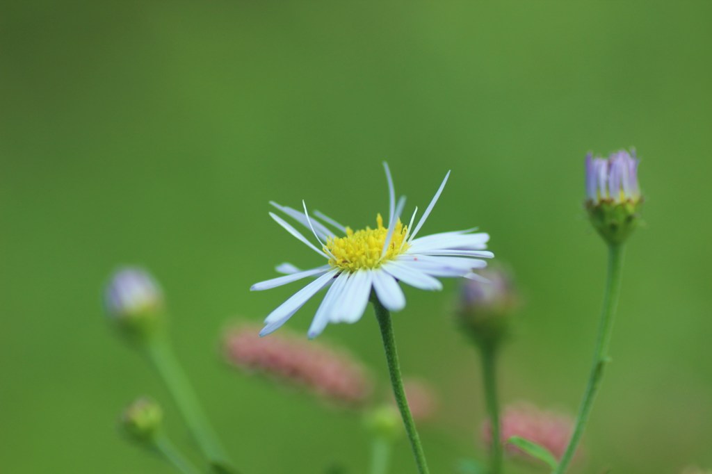 野菊