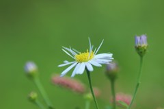 野菊