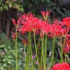 濡れる彼岸花
