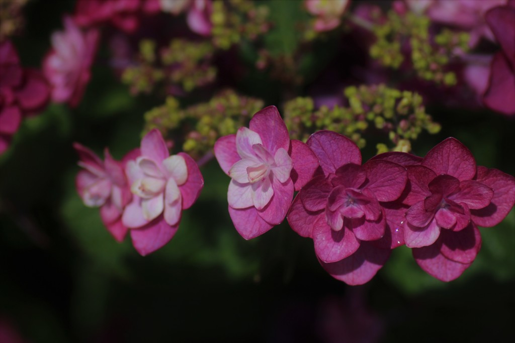 紫陽花の季節
