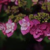紫陽花の季節