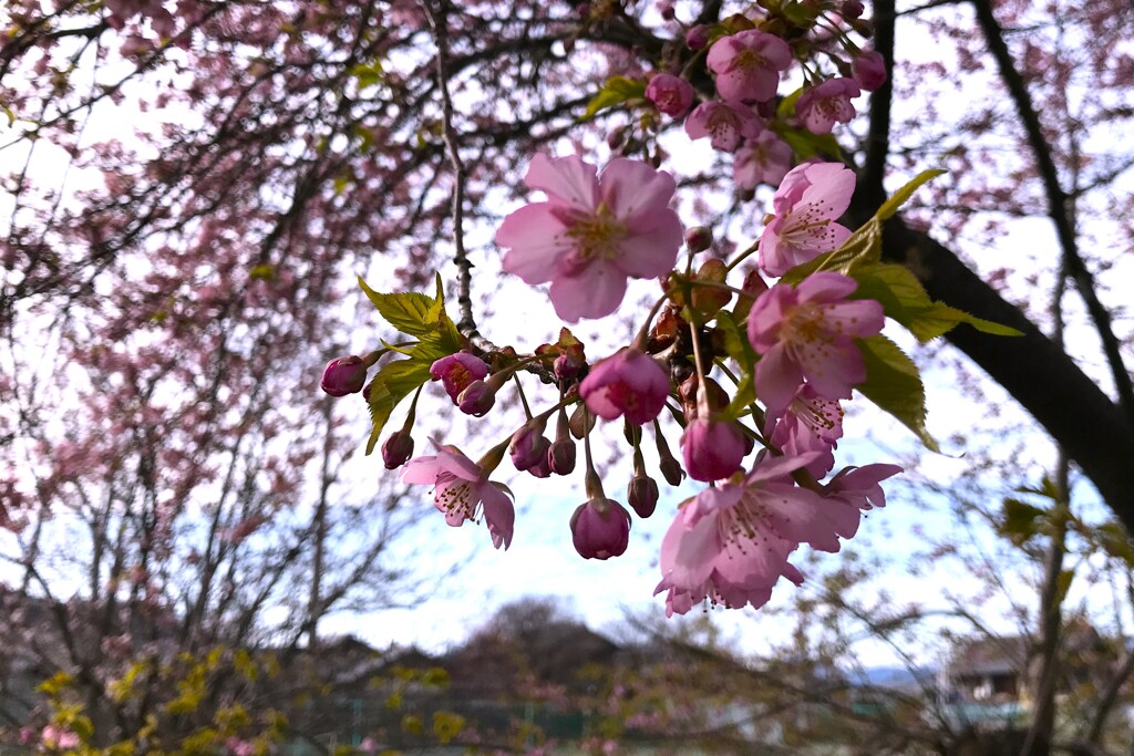 初桜