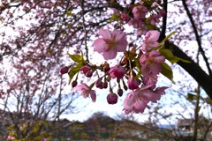初桜