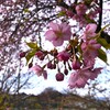 初桜