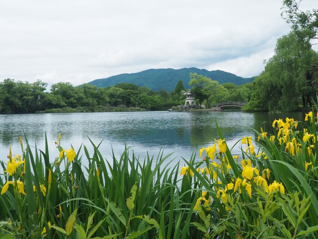 黄菖蒲の季節