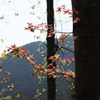 煌めく葉