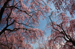 見上げれば・・・桜