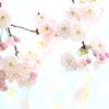 ほんのりピンク