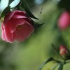 2016・1・2の椿