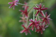 線香花火