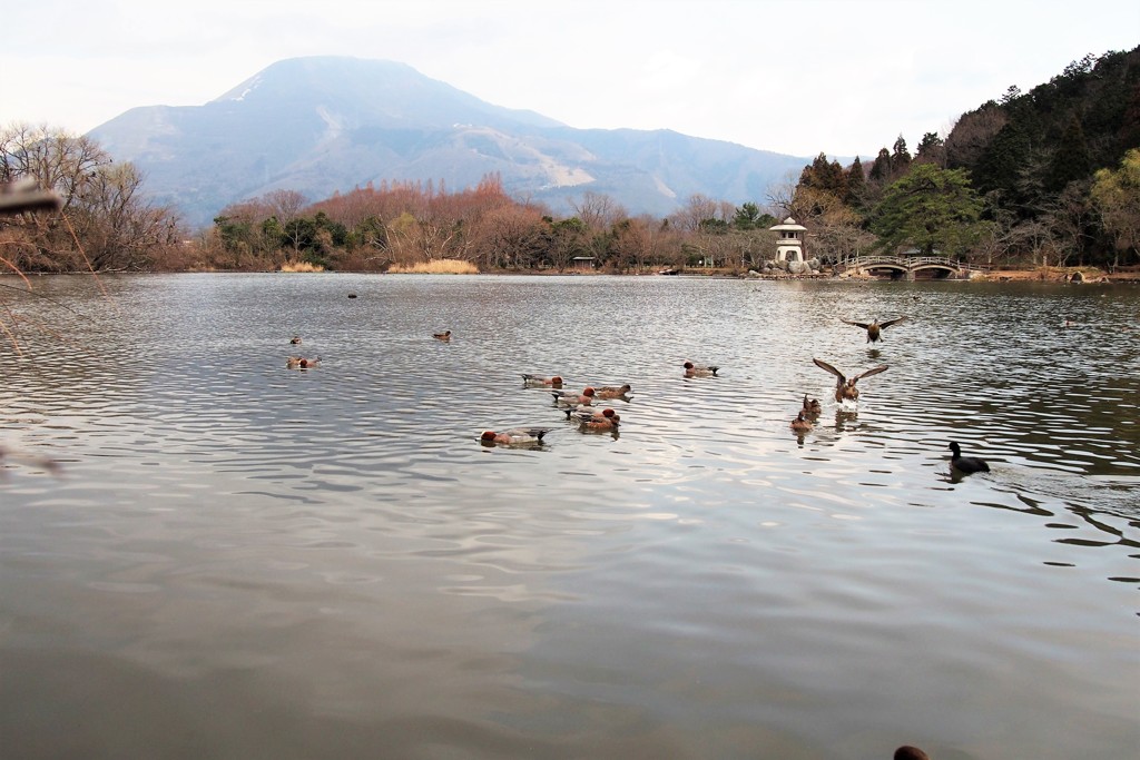 三島池の鴨たち