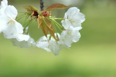 私も桜