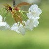 私も桜