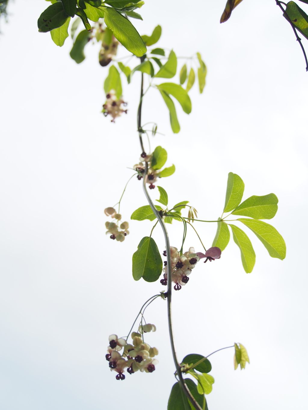 アケビの花が咲きました