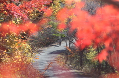 紅葉のトンネルを2人