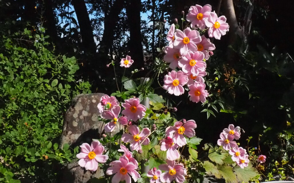 秋明菊一斉に咲いて